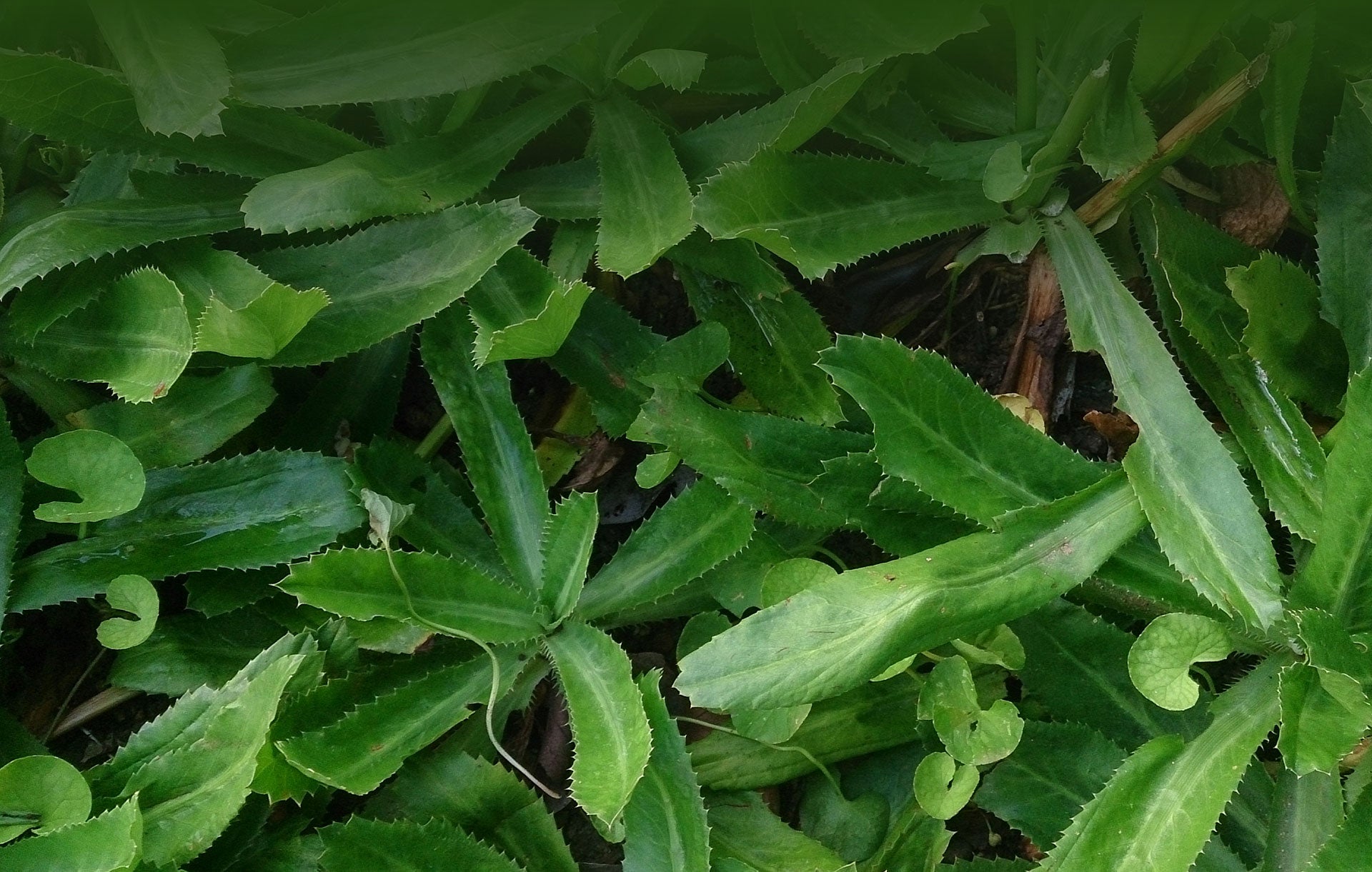 Herbs and leafs