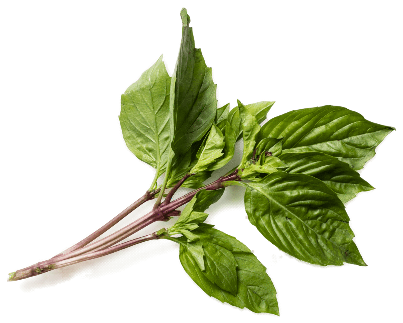 BASIL