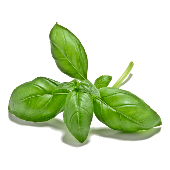 BASIL