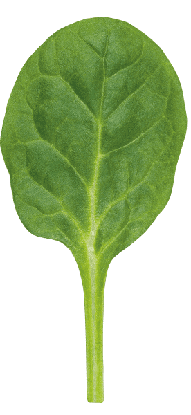 BAY LEAVES