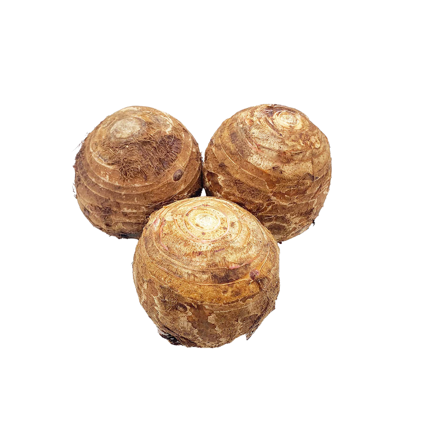 MALANGA ISLENA