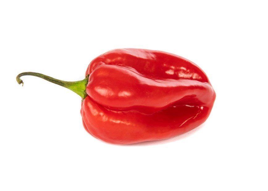 PEPPER HABANERO RED
