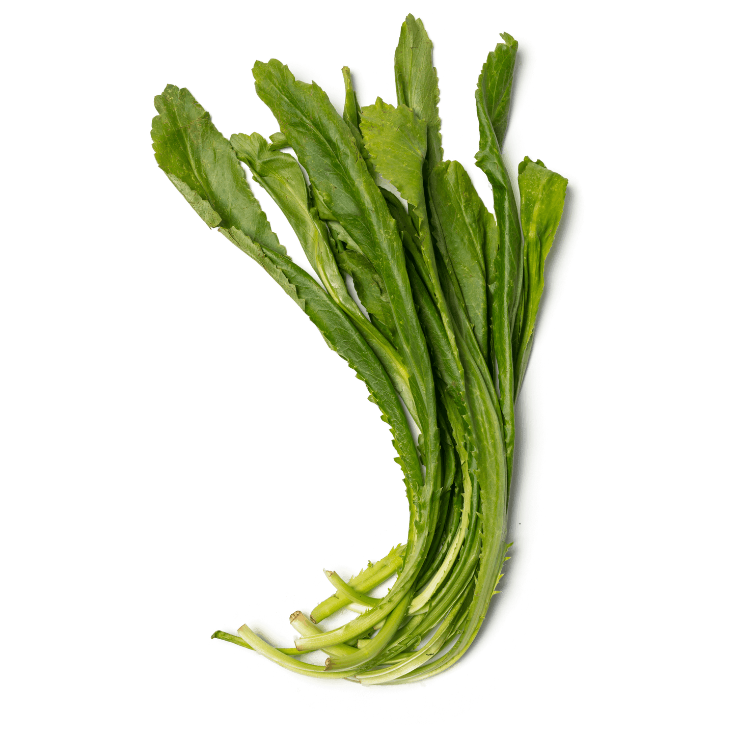 RECAU/ CULANTRO