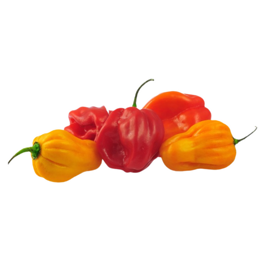 SCOTCH BONNET PEPPER