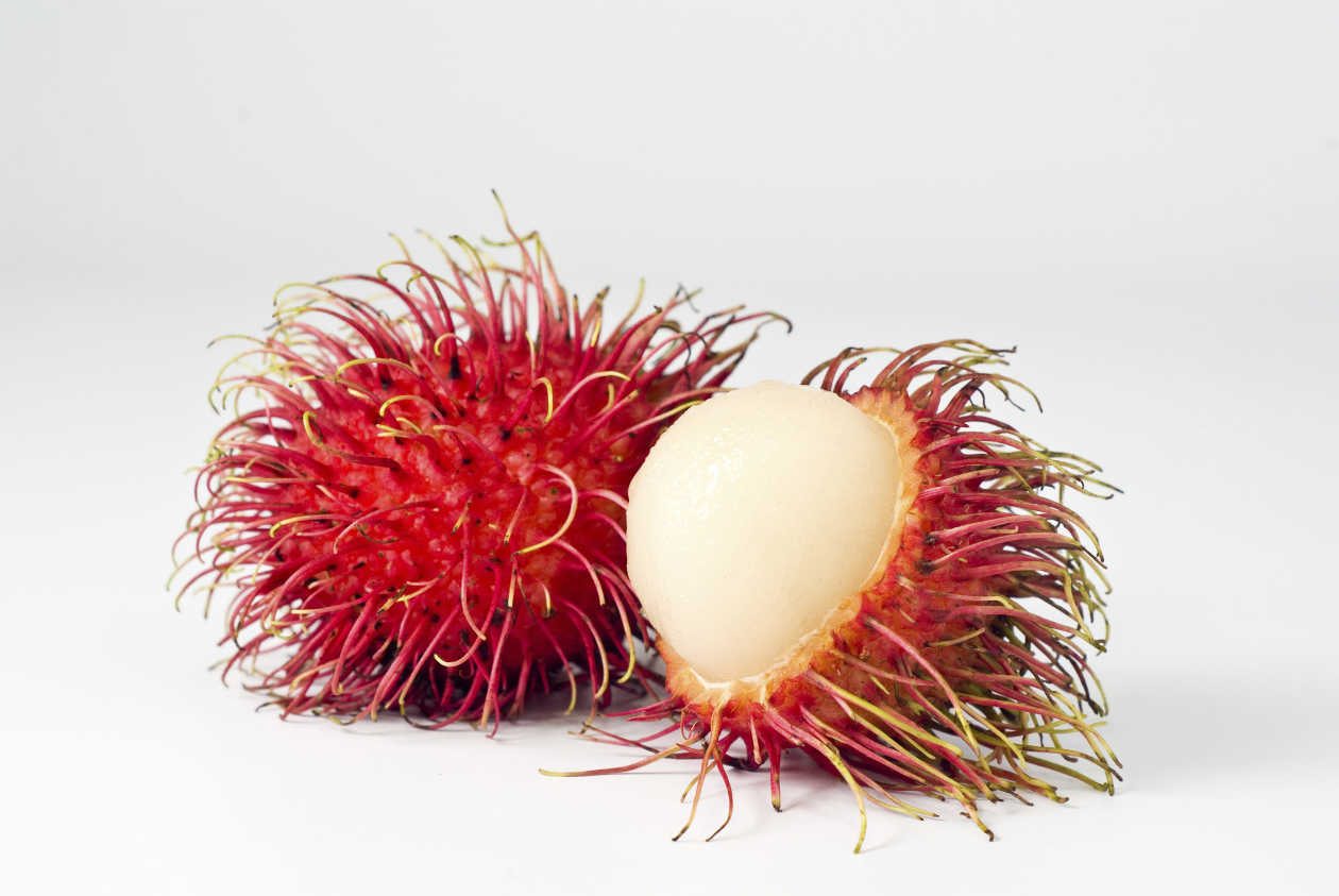 RAMBUTAN