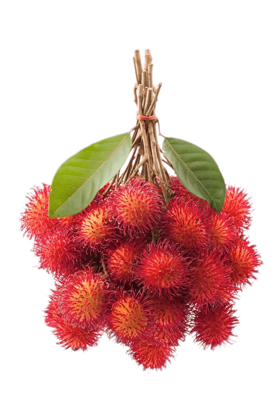 RAMBUTAN