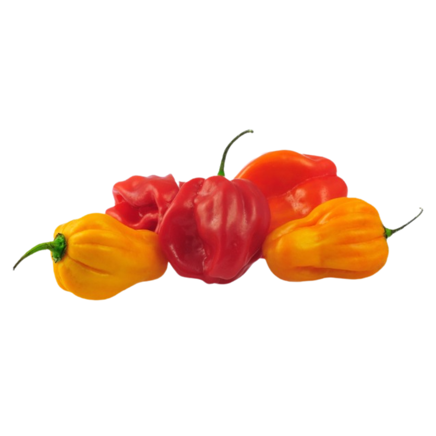 Ata Rodo SCOTCH BONNET PEPPER – Villar